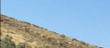 Dağ keçileri sürü halinde görüntülendi