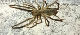 Elazığ'da 'Sarıkız' örümceği görüntülendi