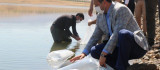 Elazığ'da 100 bin bin yavru sazan balığı gölete bırakıldı