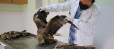 Elazığ'da 4 yaralı şahin tedavi altına alındı, hayvan hastanesi başhekimi uyardı
