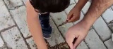 Elazığ'da baba ve oğlu karıncaları elleri ile besledi