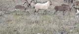 Elazığ'da dağ keçileri görüldü