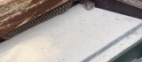 Elazığ'da elektrik panosuna giren yılan korkuttu