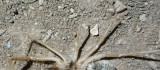 Elazığ'da et yiyen 'Sarıkız örümceği' görüldü