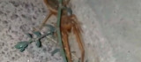 Elazığ'da etçil 'sarıkız' örümceği görüntülendi