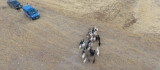 Elazığ'da firar eden hayvanlar, 7 kilometre uzakta drone ile bulundu
