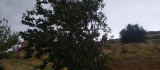 Elazığ'da fırtına ağaçları yerinden söktü