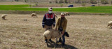 Elazığ'da kayıp koyunlar jandarma tarafından bulundu