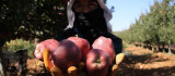 Elazığ'da kırmızı elma hasadı başladı
