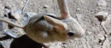 Elazığ'da kırmızı listede yer alan Arap tavşanı görüntülendi