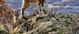 Elazığ'da koruma altında bulunan dağ keçileri görüntülendi