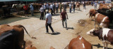 Elazığ'da kurbanlık satışları devam ediyor