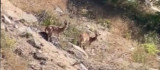 Elazığ'da nesli tükenme tehlikesi altında olan dağ keçileri görüldü