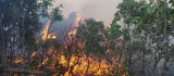 Elazığ'da orman yangını: Çok sayıda ekip sevk edildi