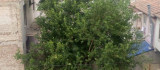 Elazığ'da şiddetli rüzgar etkili oldu, ağaçların dalları kırıldı
