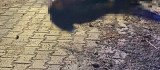 Elazığ'da silahlı kavga:  1 ölü