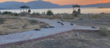 Elazığ'da korkutan martı ölümleri