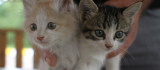 İtfaiye ekiplerinin kurtardığı yavru kedileri duyarlı vatandaş sahiplendi