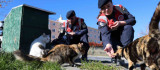 Jandarmadan, sokak hayvanlarına şefkat eli