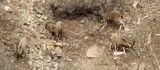 Karakoçan'da dağ keçileri sürü halinde görüntülendi