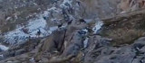 Koruma altındaki dağ keçileri sürü halinde görüntülendi