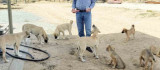 Köy muhtarının hayvan sevgisi: Çeyrek asırdır sahipsiz köpekleri besliyor