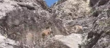 Nesli tükenme tehlikesi altındaki dağ keçileri Palu Kalesi'nde görüntülendi