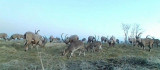 Popülasyonu artan dağ keçileri foto kapanla görüntülendi