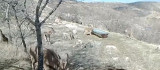 Su ve yiyecek ihtiyacını karşılayan dağ keçileri, fotokapanla görüntülendi